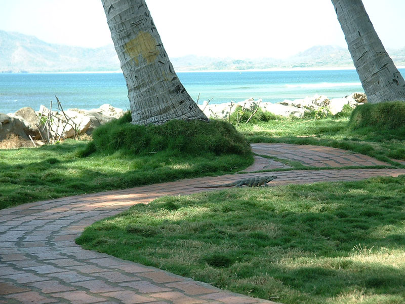 Costa Rican West Coast